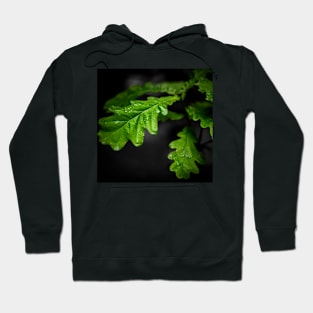 Raindrops On Oak Leaves Hoodie